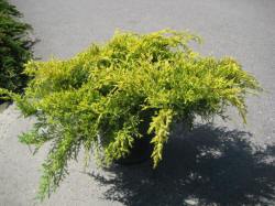 juniperus jałowiec