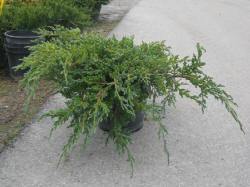juniperus jałowiec